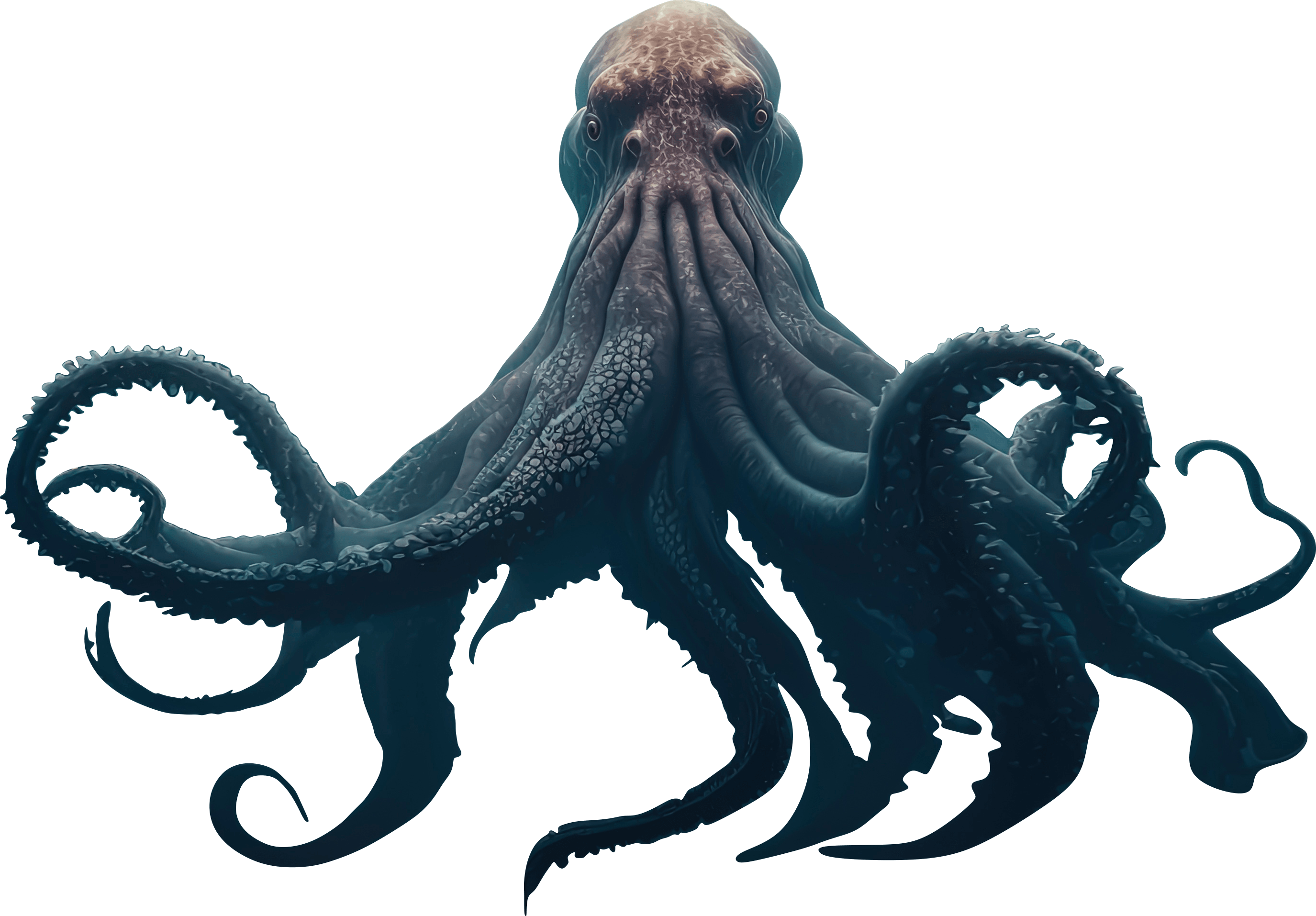octopus (9)-min